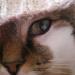 Choupi couvert