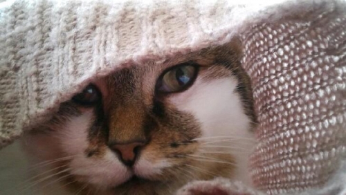 chat, photo